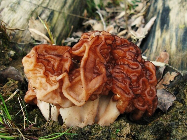 Строчок обыкновенный.