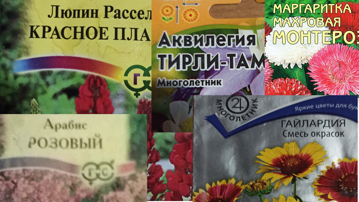 Из семян в этих пакетиках я и вырастила свои многолетники. 