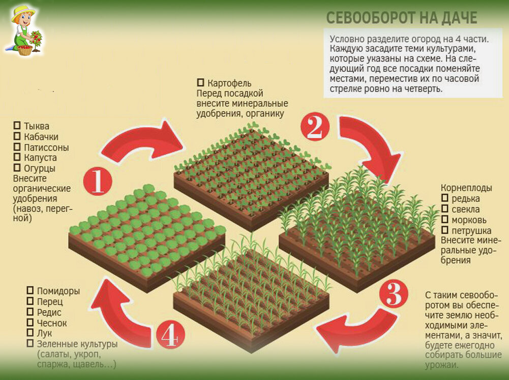 В каком месте надо сажать. Схема севооборота овощных культур на дачном участке. Чередование овощных культур на огороде таблица. Схема севооборота на дачном участке на 4 года. Чередование посадок овощных культур таблица.