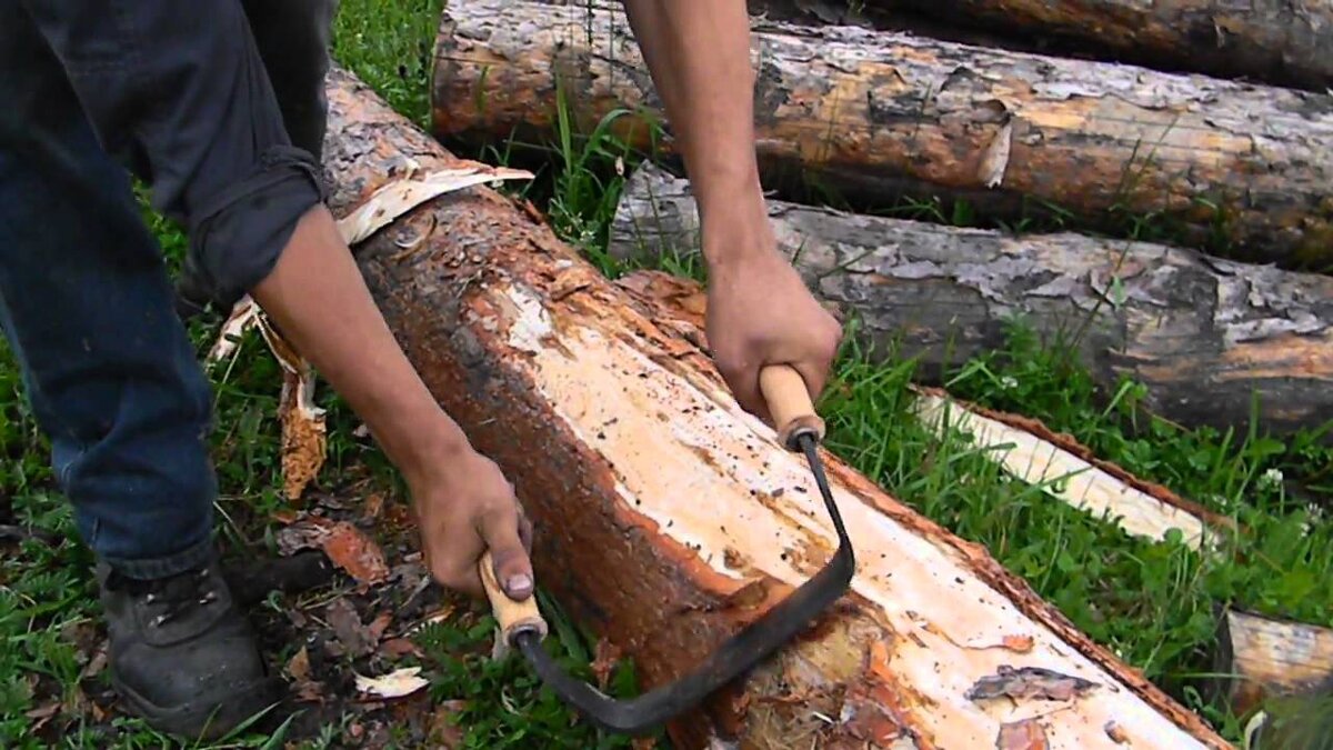 Снятие коры с ёлки...