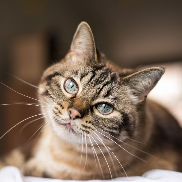 Кошки - чистоплотные существа