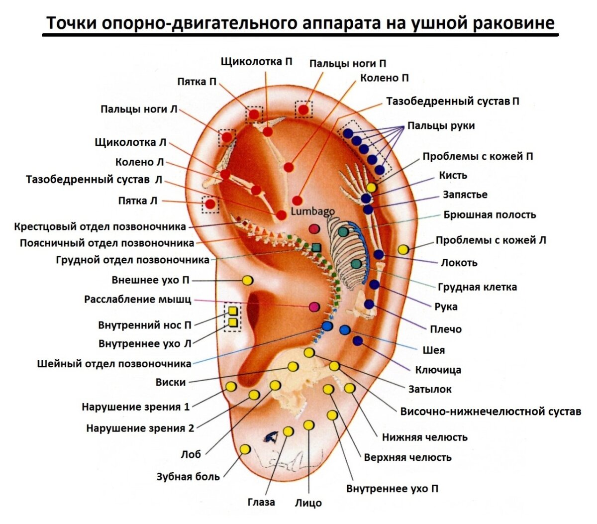 Акупунктурные точки на ухе человека схема расположения