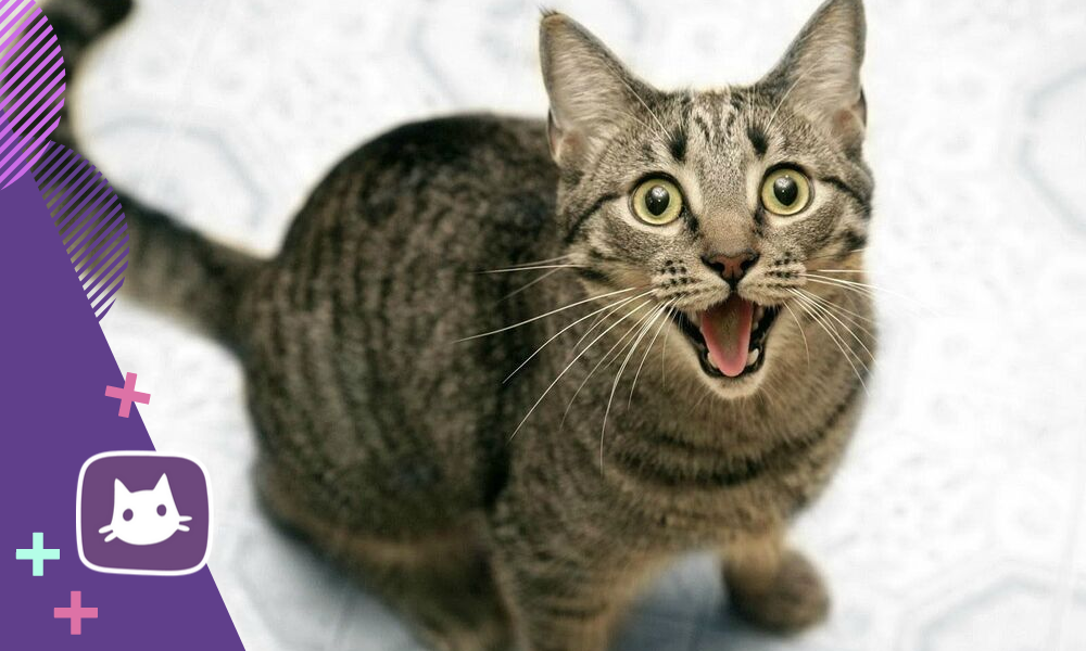 еврокот. кошачьи звуки для кошки. кошачьи звуки для кошки. смешные котики с монтажом. противный звук для кошек ультразвук.