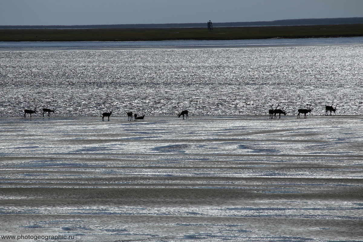 Мне самому эта картина нравится графичностью.
