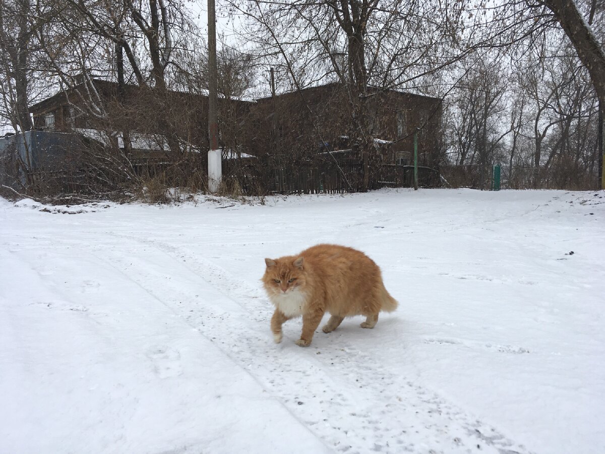 Лежанки для кошек