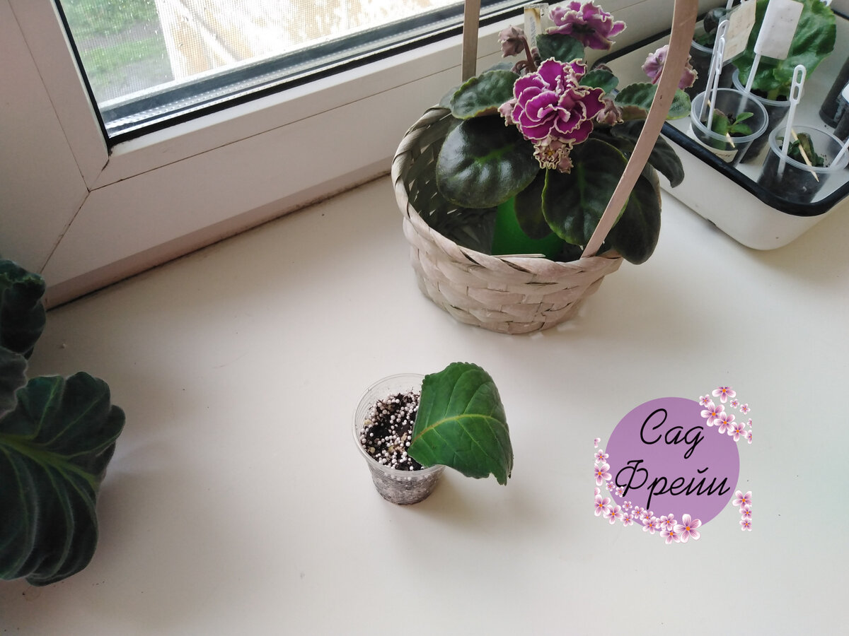 Появление в моём доме и знакомство с родственниками. Исторически сложилось, что подоконник в спальне занят преимущественно представителями семейства Геснериевых