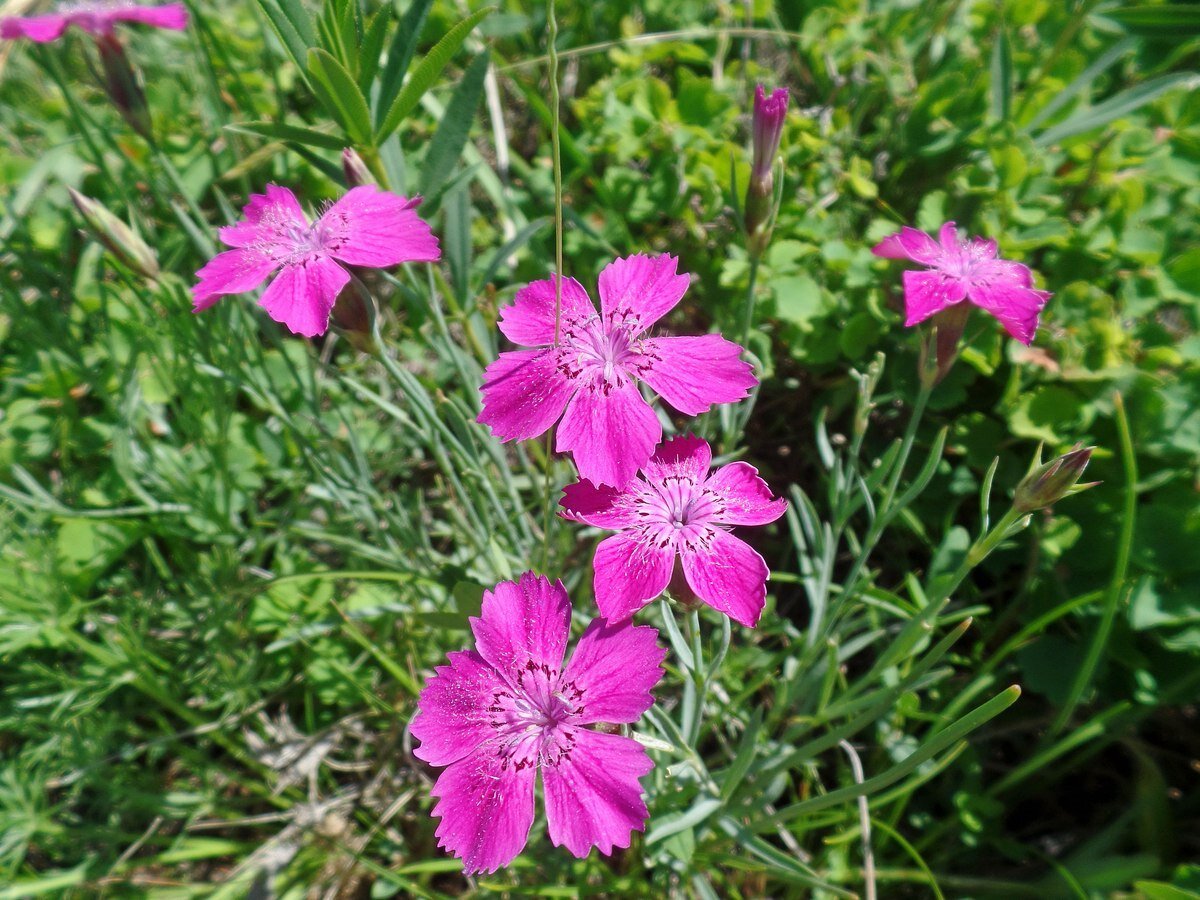 Маточной гвоздики. Гвоздика разноцветная ( Dianthus versicolor). Dianthus versicolor - гвоздика Полевая. Гвоздика травянка Луговая. Гвоздика-травянка (Лесная, дельтовидная).