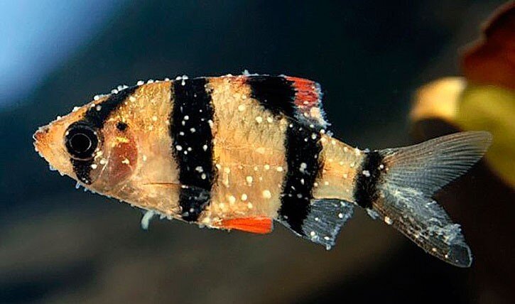 Оодинимуоз. Источник: Яндекс.Картинки 