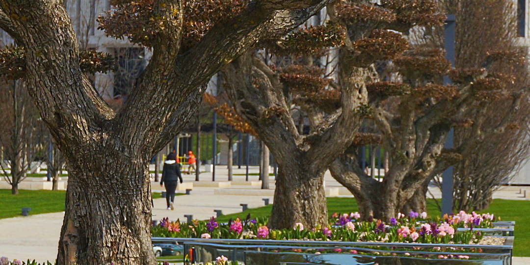 Слон, побеждающий прекрасное