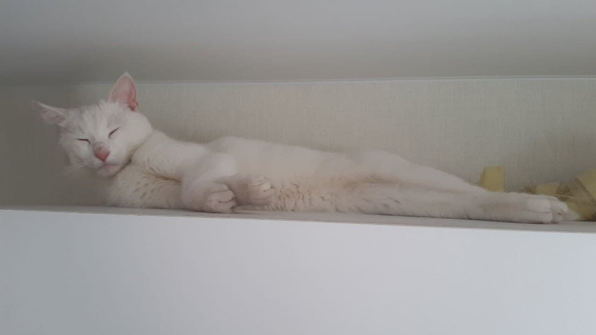 Мелкий обнаружен! Он только голову поднял, а глаза не успел продрать 😺.