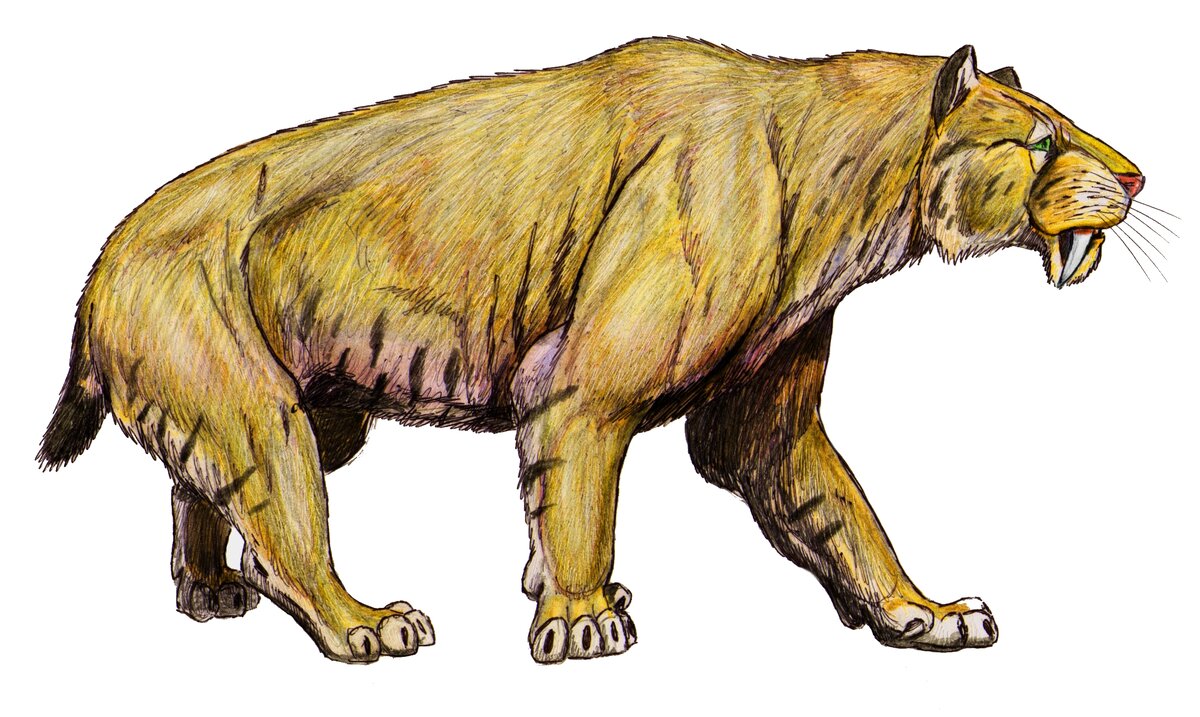 К сожалению, это не тот самый "котик", а смилодон (Smilodon populator) - самый крупный вид саблезубых кошек. Иллюстрация Wikimedia Commons.