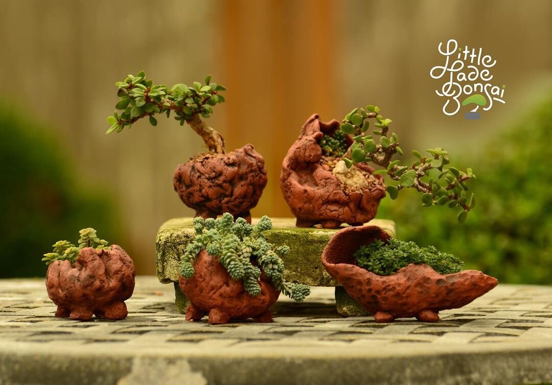 @littlejadebonsai