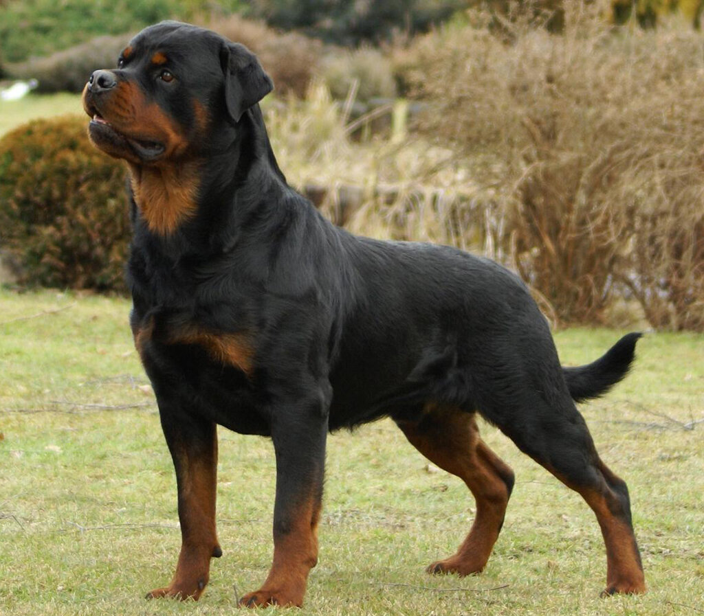 4 - Ротвейлер.  Высота в холке :  56 - 70 см. Вес : 45 - 50 кг