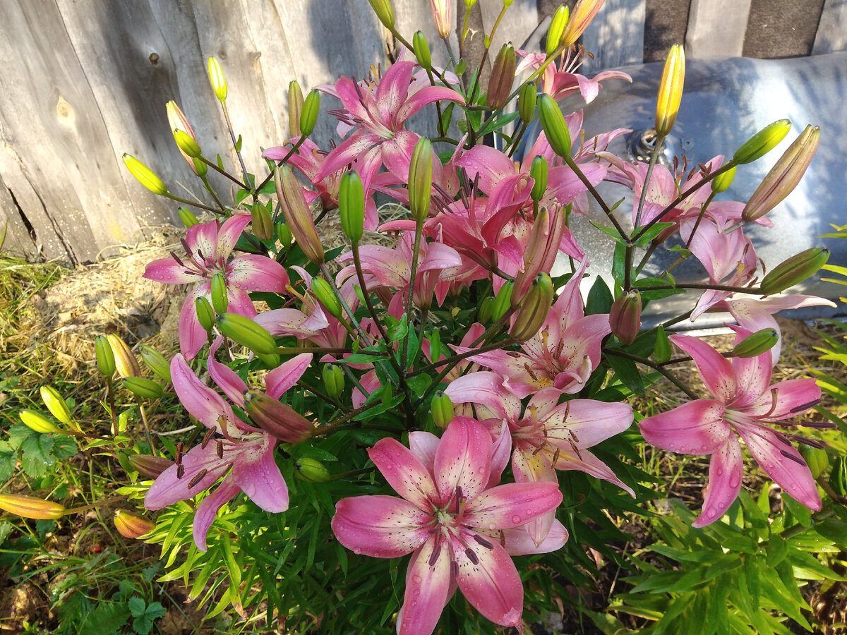 Фото автора.