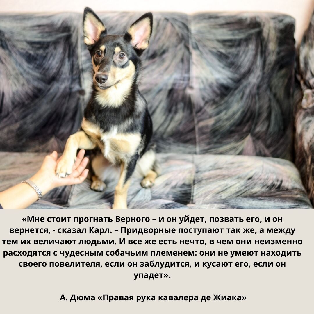 Цитаты о собаках, на фото: дворняжка Тори