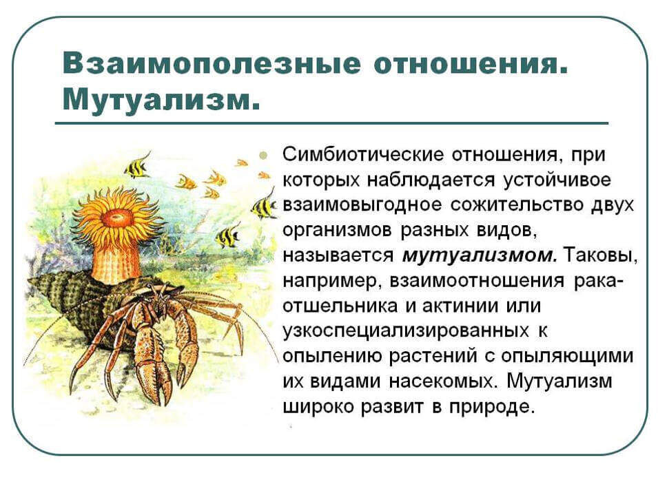 Виды взаимовыгодных отношений. Симбиотических взаимодействий между организмами. Симбиотические отношения примеры. Симбиотические взаимоотношения примеры. Взаимополезные отношения