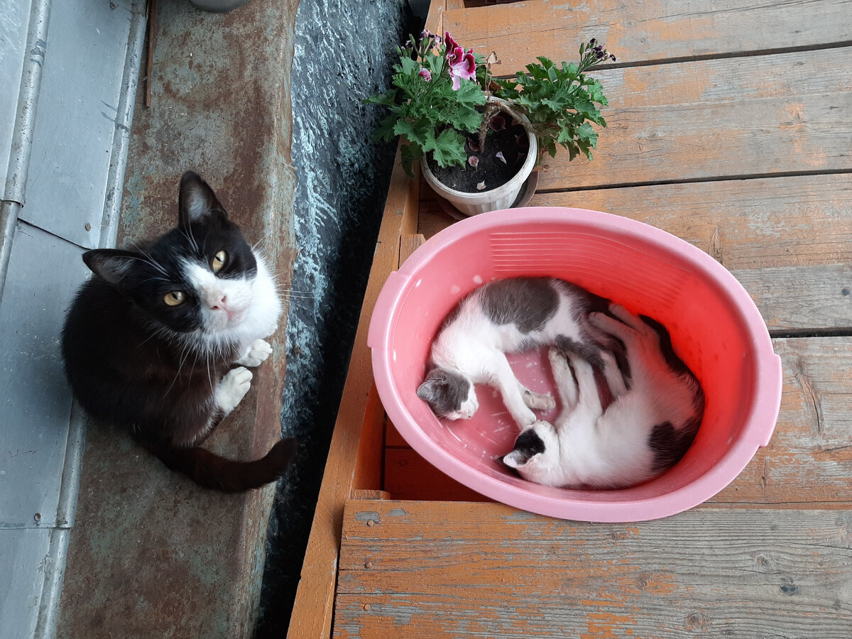 Попробуй что-нибудь оставить на крыльце. Все обязательно опробуется на профпригодность котятами.