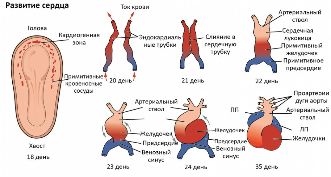 Сердце плода. Формирование сердечно-сосудистой системы у плода. Сроки формирования сердца у плода. Закладка и развитие сердца в эмбриогенезе человека. Эмбриогенез сердца человека.