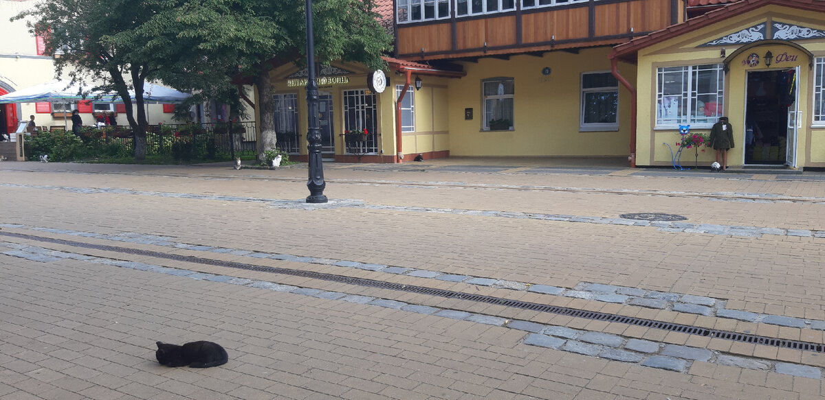 Загадка: сколько котов на этом фото?