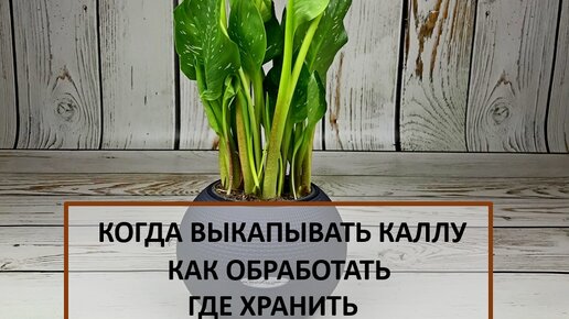 Когда выкапывать каллы. Как обрабатывать .Где хранить.