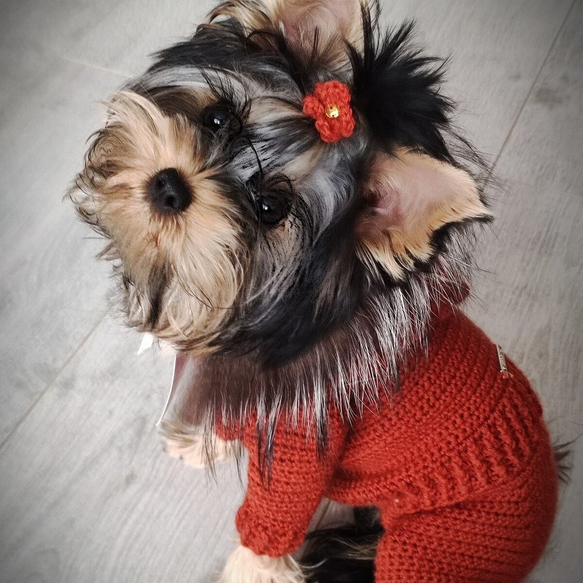 Франя. Фото https://www.instagram.com/odezhda_dlya_sobak9_mogilev