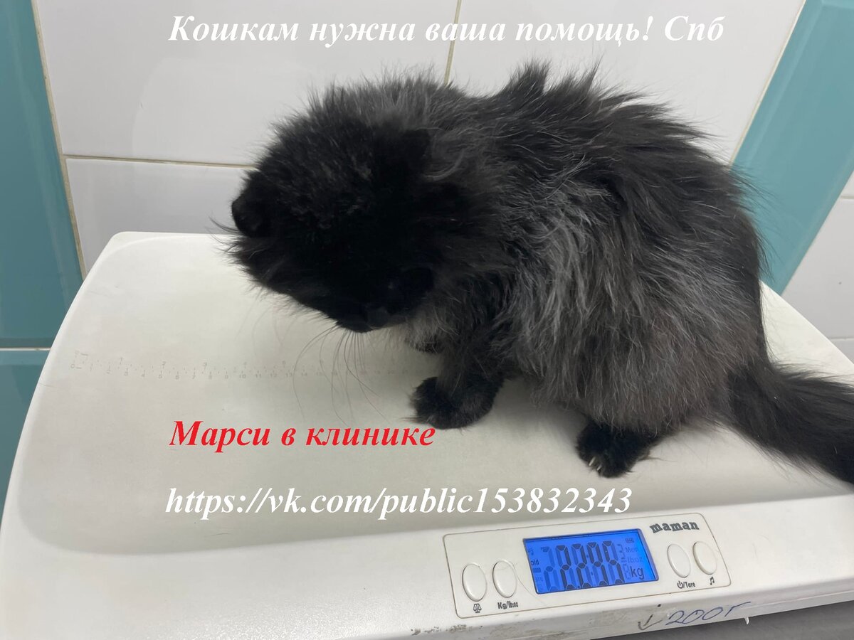 Вот такой пушистик эта наша Марси))