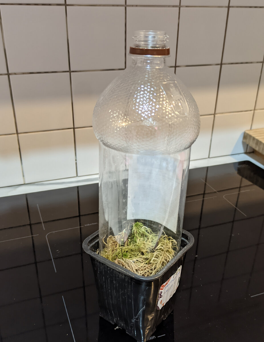 Черенки гортензии под колпаком из бутылки