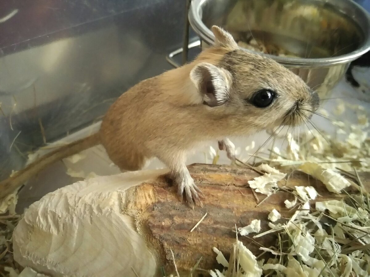 Содержание песчанок в домашних условиях. Полезные наблюдения🐭 | Житейские  воззрения | Дзен