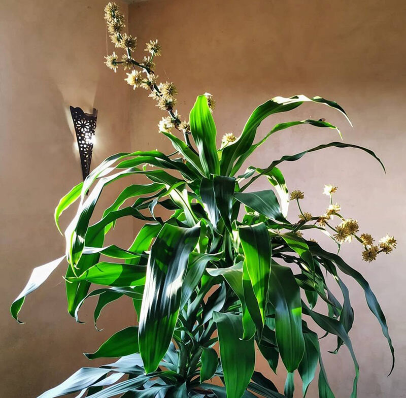 Драцена душистая 'Компакта' / Dracaena fragrans 'Compacta' 17.70