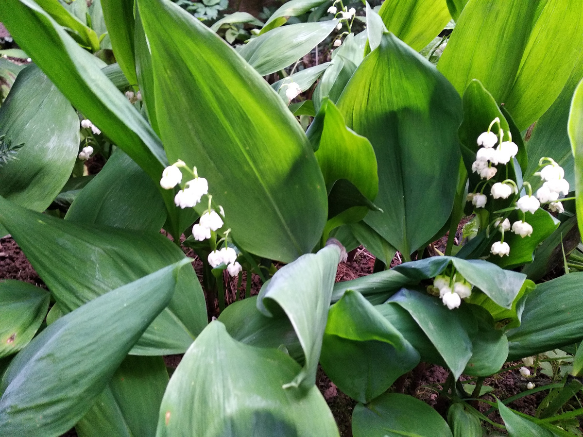 Ландыш майский (Convallaria majalis)