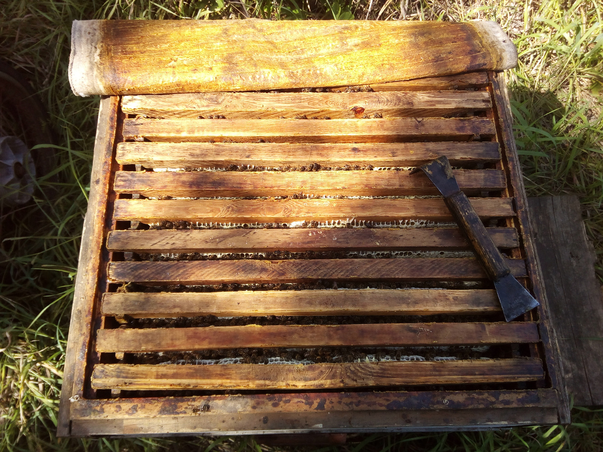 Прополис темно-коричневого цвета и плотной, смолистой консистенции