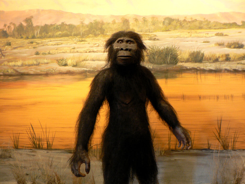 Австралопитеки гоминид. Australopithecus Afarensis (австралопитек афарский). Человекообразные обезьяны австралопитеки. Гоминид Люси.