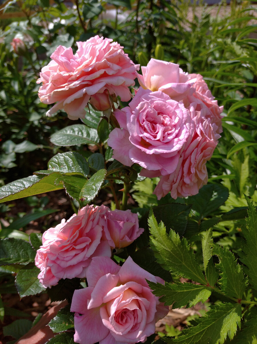 Амаретто 2020 год.