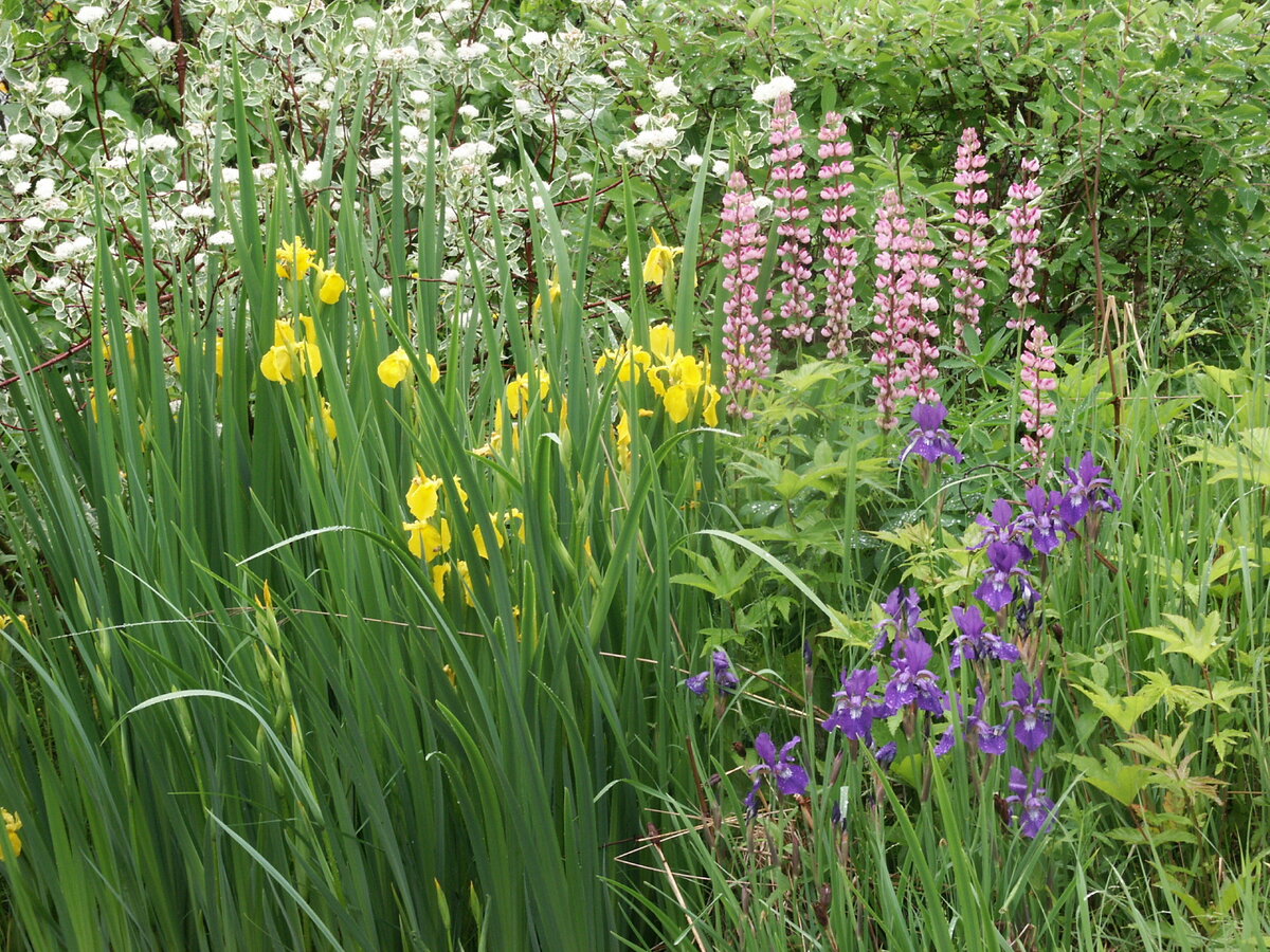 Касатик на берегу пруда. Фото автора.