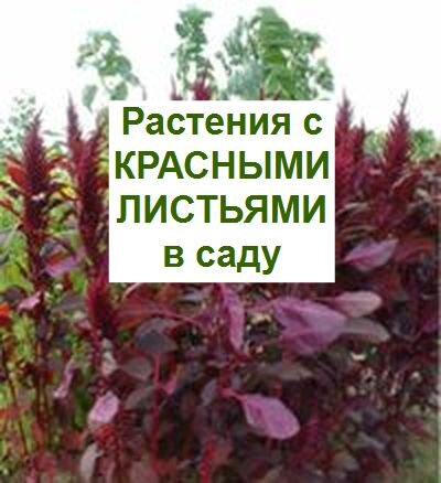 Комнатные растения с листьями бордовой и фиолетовой окраски