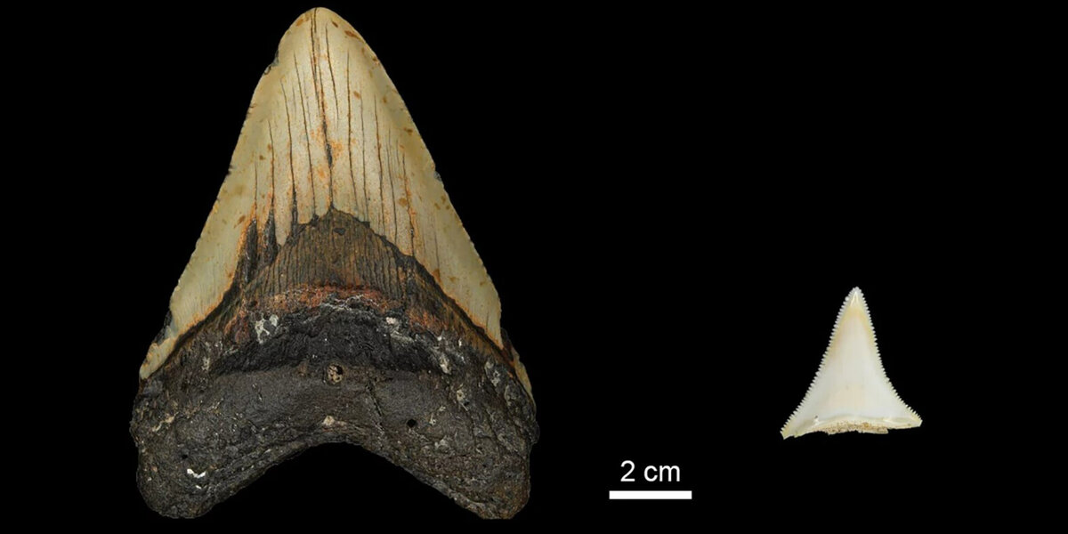 Зуб мегалодона (слева) и зуб современной большой белой акулы. Фото: MPI for Evolutionary Anthropology📷
