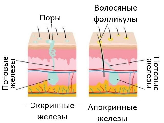 Правая подмышка потеет больше левой