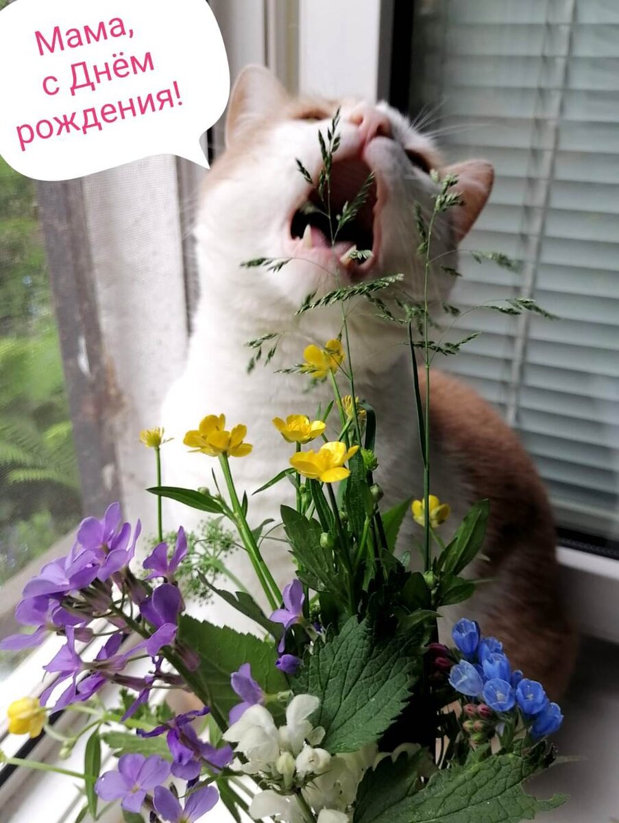 Это мой Котя