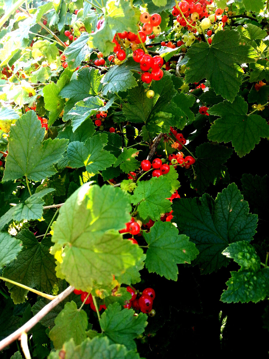 Красная смородина поспела