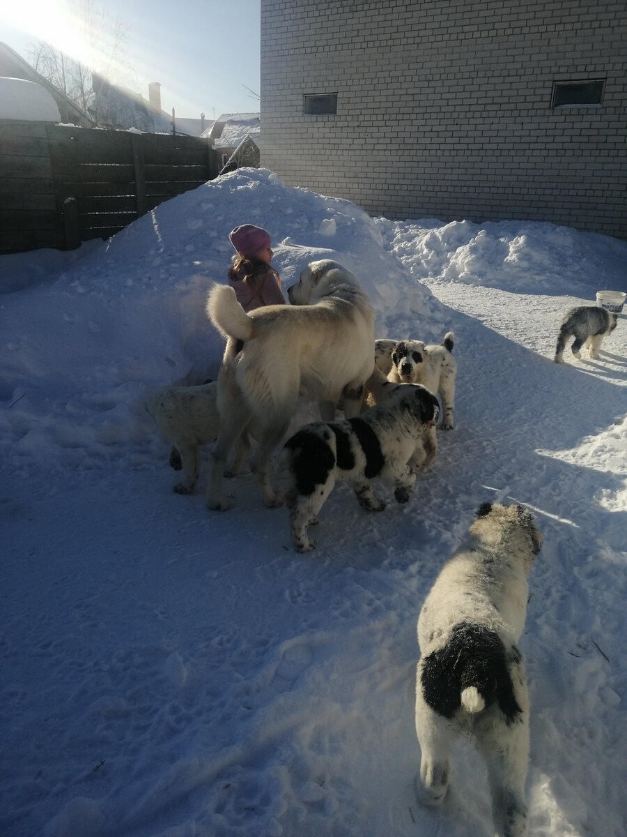 Василиса, Шах и щенки в возрасте 2,5 месяца. 