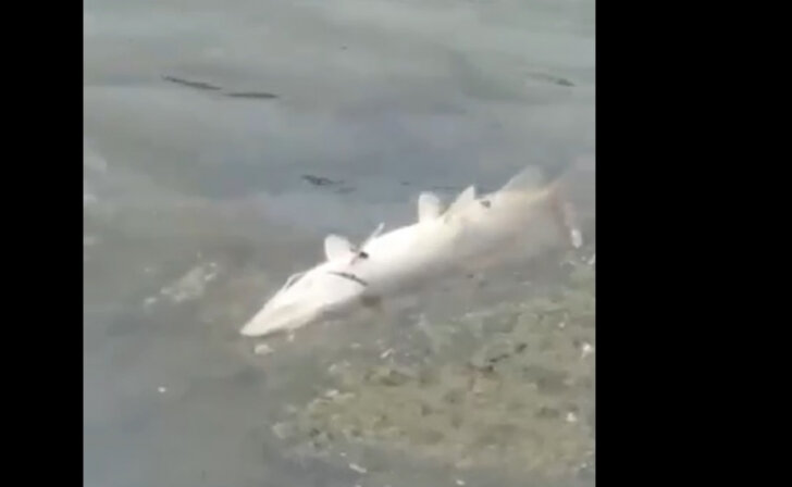    Гибель рыбы на Курском водохранилище была согласована