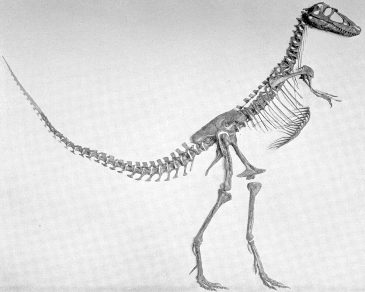 Горгозавр
