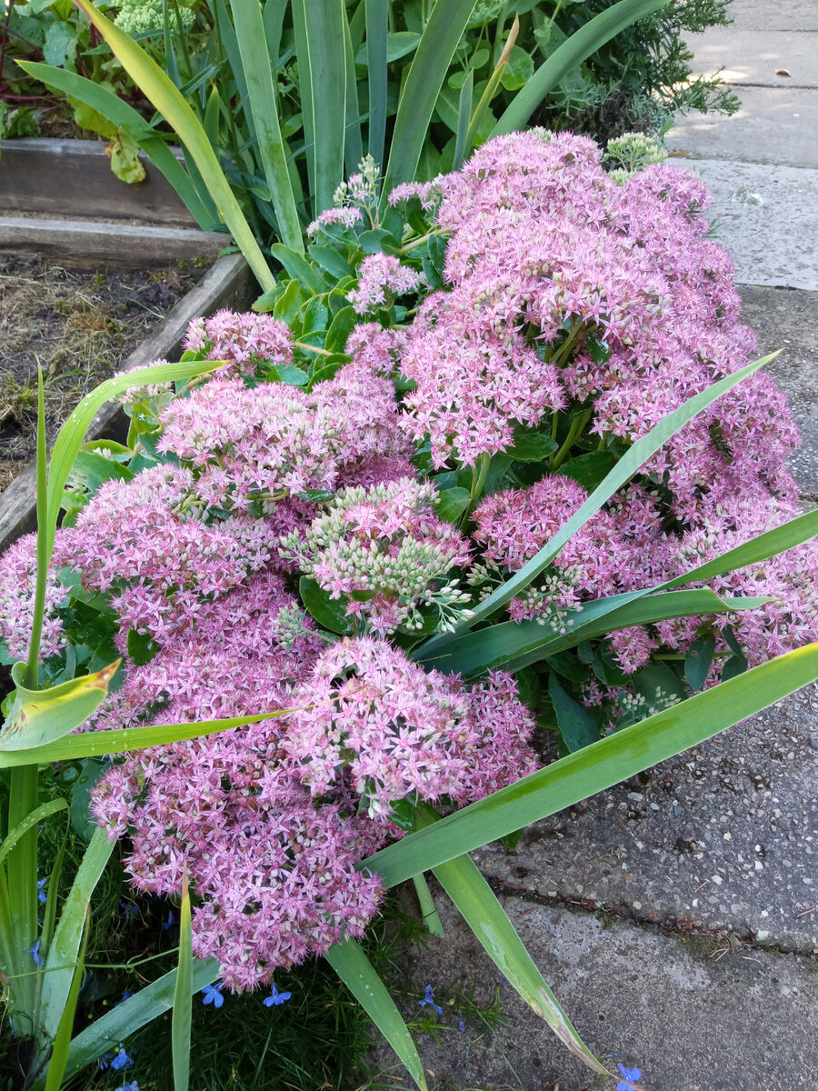 Очиток обыкновенный. 