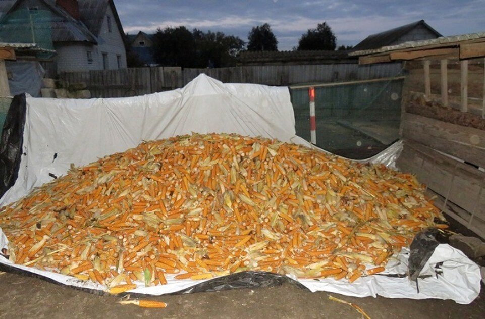     Белорус украл кукурузу прямо с поля. Фото: служба информации прокуратуры Гомельской области