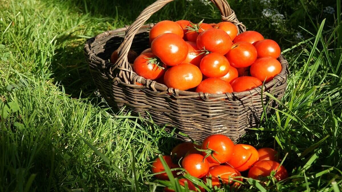    Помидоры© Globallookpress Aleksey Smyshlyaev