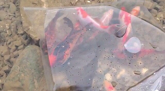 Тигр, Китаец, Ситец  - все ещё безымянные и в транспортировочном пакете. Момент зарыбления