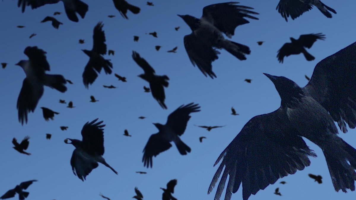 Фото из интернета. В свободном доступе.