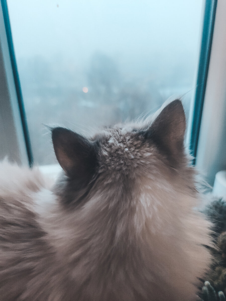 Фотография принадлежит EleNaumenko (то есть мне) 