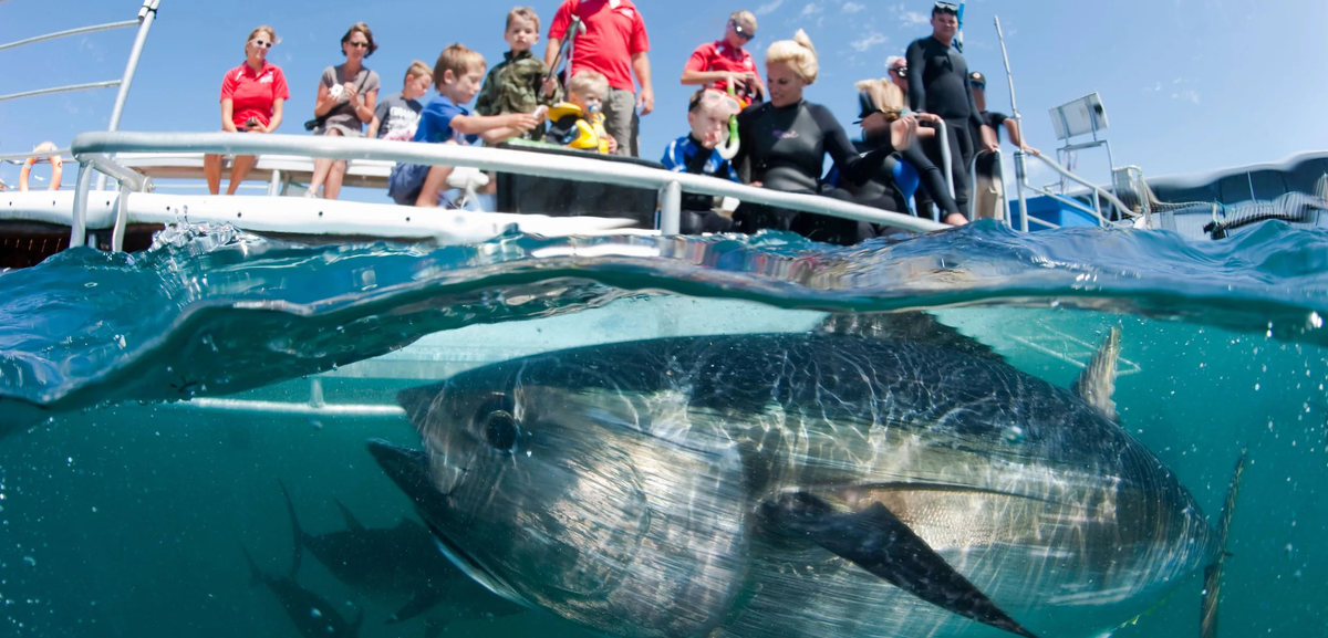На фото один из самых результативных хищников планеты, а под ним просто тунец.