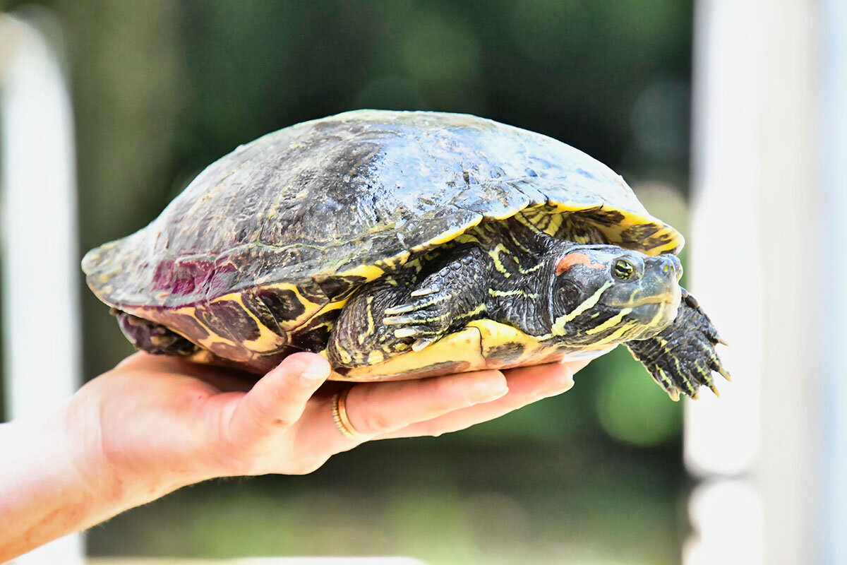    «Карликовая» черепашка уже к двум годам может вырасти до 20 см в длину